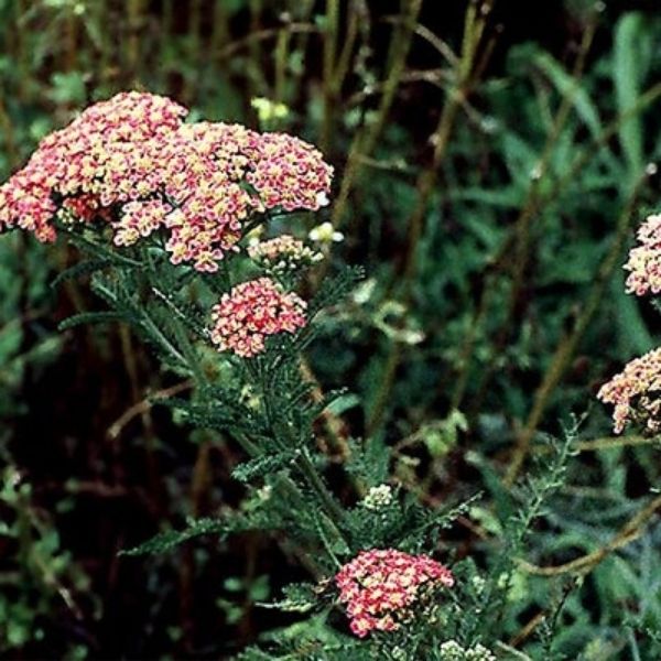 Paprika Yarrow