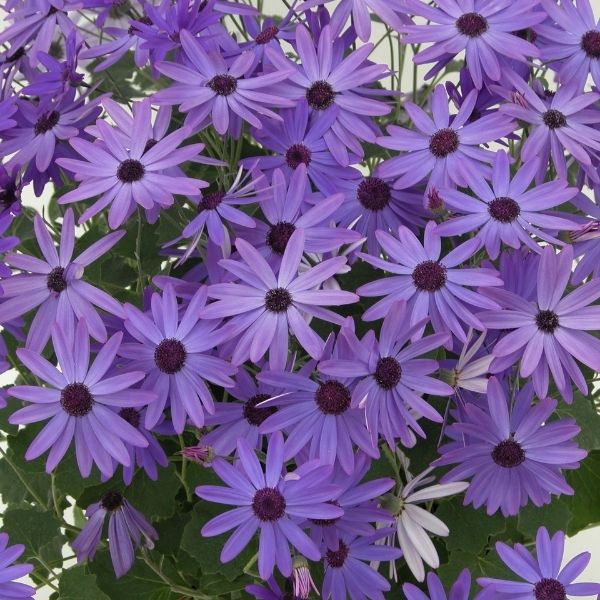 Senetti&reg; Blue Cineraria