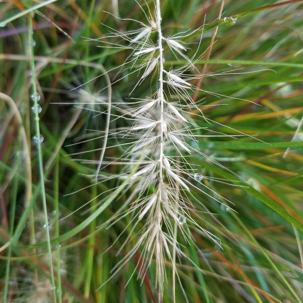 Piglet Fountain Grass