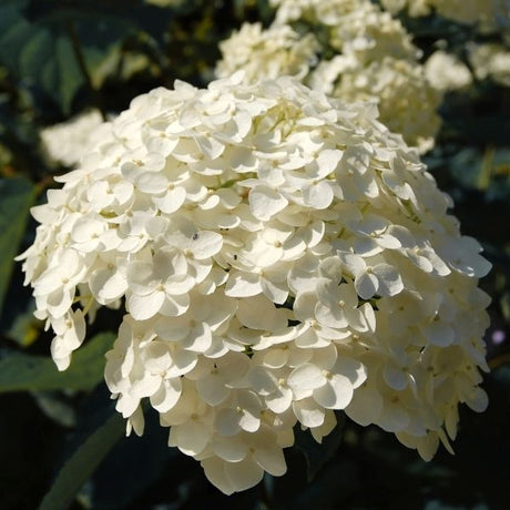 Snowhill Smooth Hydrangea