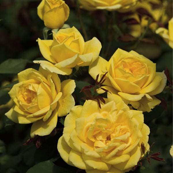 Ch-Ching!&trade; Grandiflora Rose