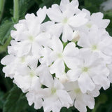 Verbena Lanai Blush White