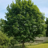 Norway Maple