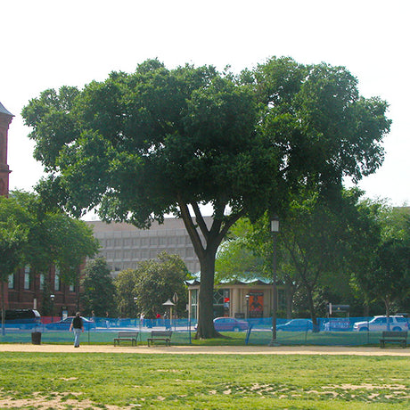 Jefferson American Elm