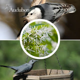 Audubon&reg; Native Fringetree