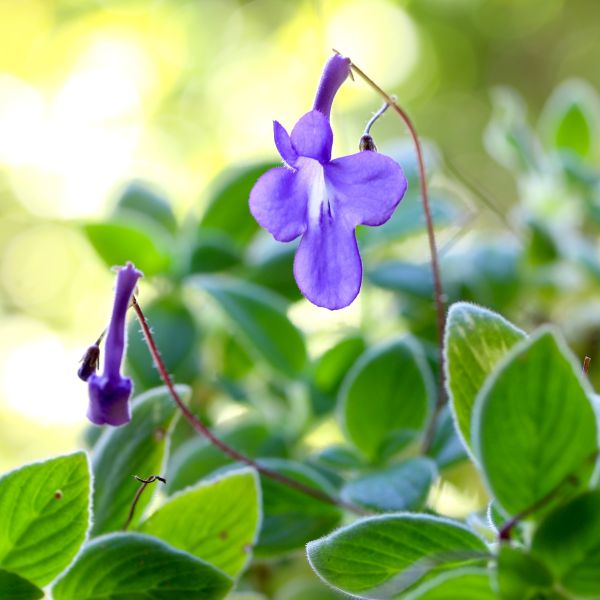 Concord Blue African Violet Streptocarpella