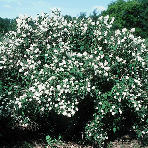 Bouquet Blanc Mock Orange