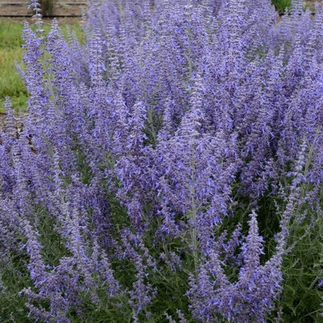 Denim 'n Lace Russian Sage