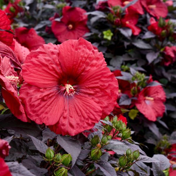 Proven Winners® Summerific® Holy Grail Hardy Hibiscus
