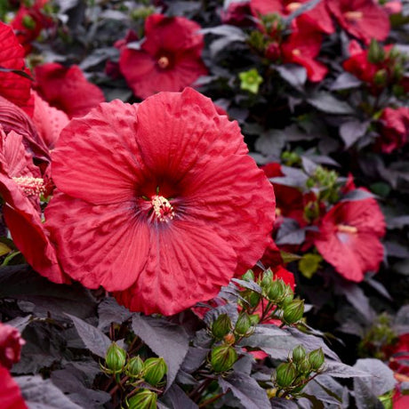 Proven Winners® Summerific® Holy Grail Hardy Hibiscus