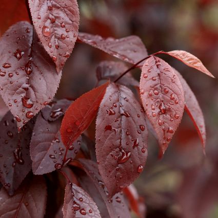 Thundercloud Plum