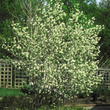 Shadblow Serviceberry