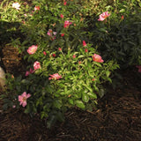 Easy Elegance&reg; All the Rage Rose