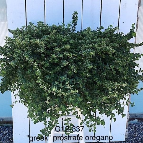 The Greek Oregano