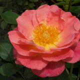 Oso Easy&reg; Strawberry Crush Shrub Rose