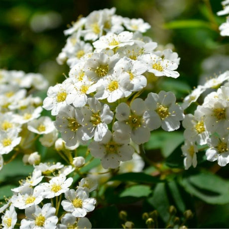 Audubon? Native Blackhaw Viburnum