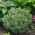 Gem Box&reg; Inkberry Holly