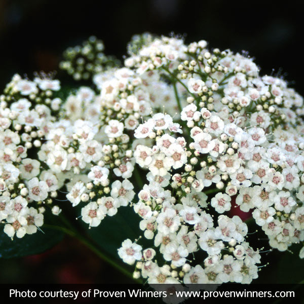 Snow Storm&trade; Spirea