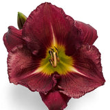 Nosferatu Daylily