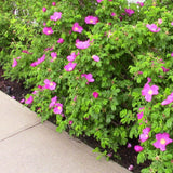 Pink Rugosa Rose