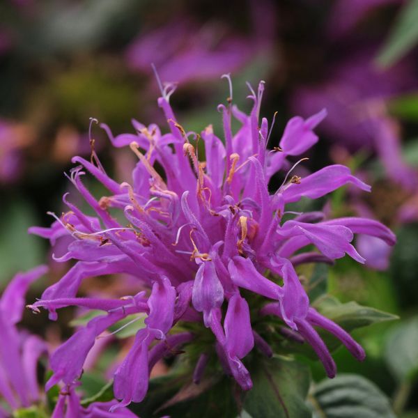 Balmy Lilac Bee Balm