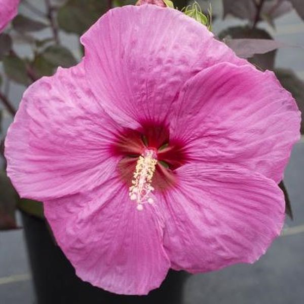 Head Over Heels&reg; Passion Hibiscus