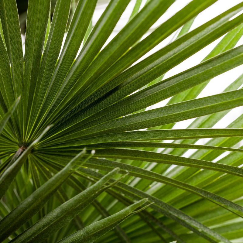 Mediterranean Fan Palm Tree