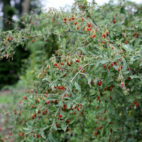 Sweet Lifeberry&reg; Goji Berry