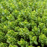 Boxwood Hebe