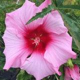 Lady Baltimore Hardy Hibiscus