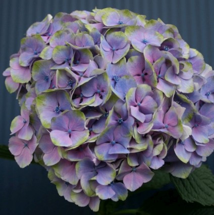 Everlasting&trade; Harmony Hydrangea