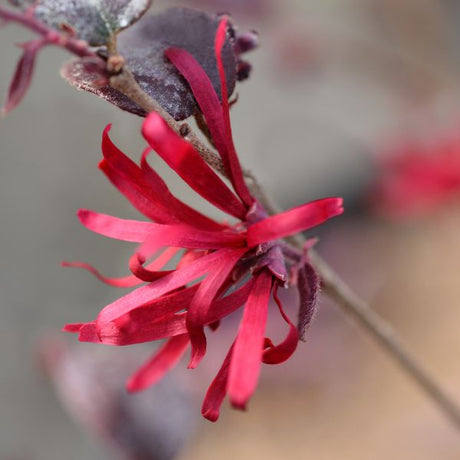 Ever Red Chinese Fringe Flower