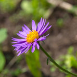 KICKIN&reg; Aster Lilac Blue