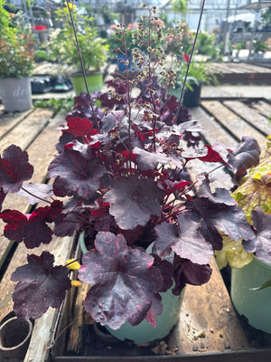 Midnight Rose Coral Bells