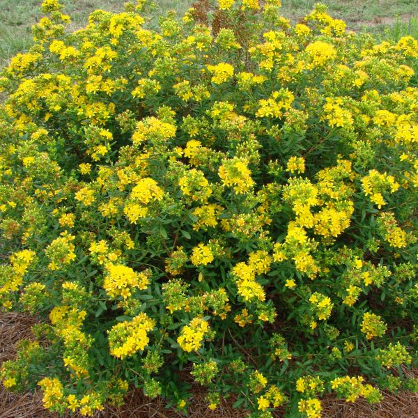 First Editions&reg; Cobalt-n-Gold&trade; St. John's Wort