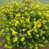 First Editions&reg; Cobalt-n-Gold&trade; St. John's Wort