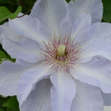 Boulevard&reg; Tranquilit&eacute;&trade; Clematis