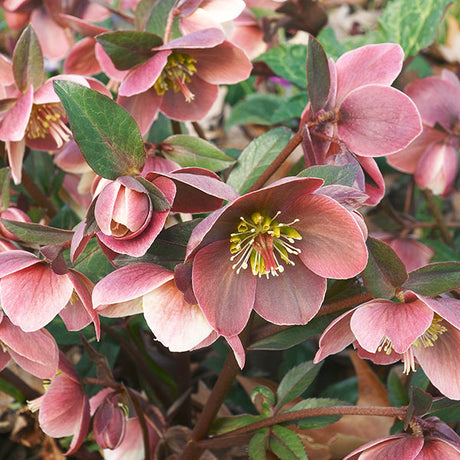 Gold Collection&reg; Merlin Lenten Rose