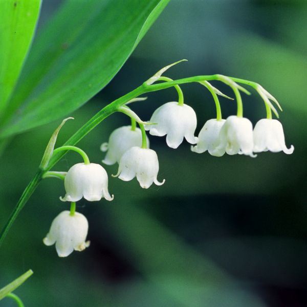 Lily of the Valley