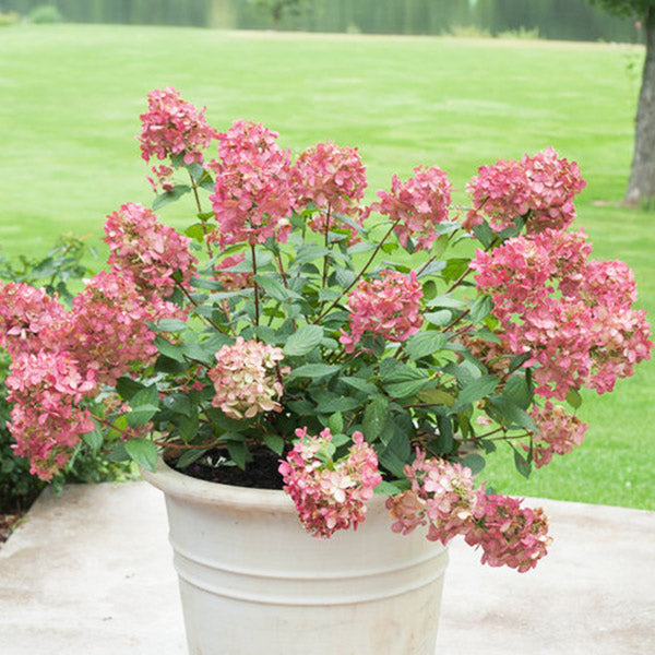 Fire Light&reg; Panicle Hydrangea