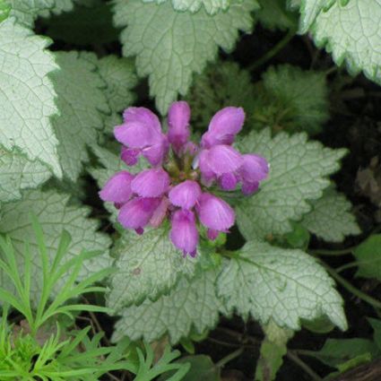 Ghost Lamium