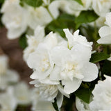 First Editions&reg; Snow White&trade; Mock Orange