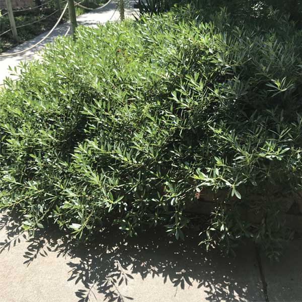 Pawnee Buttes&reg; Western Sand Cherry Bush