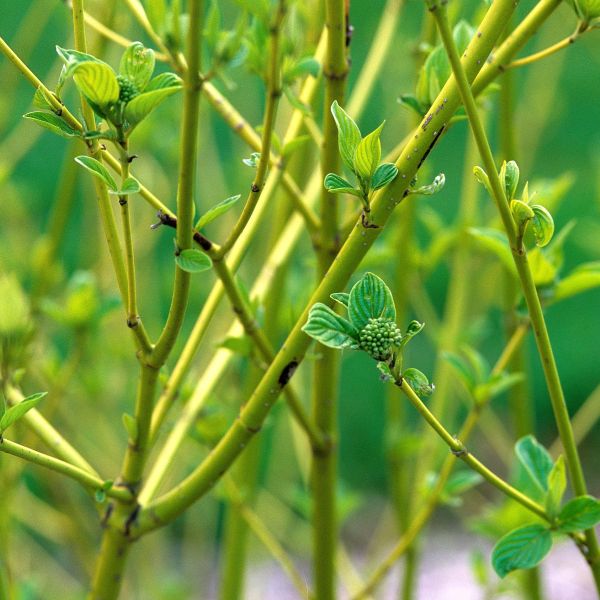 Yellow Twig Dogwood