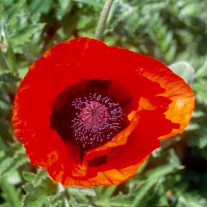 Brilliant Oriental Poppy