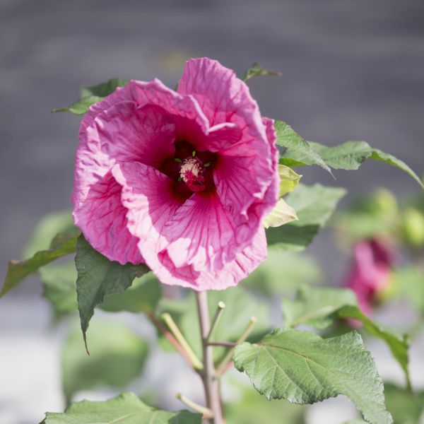 Hibiscus Plum Crazy