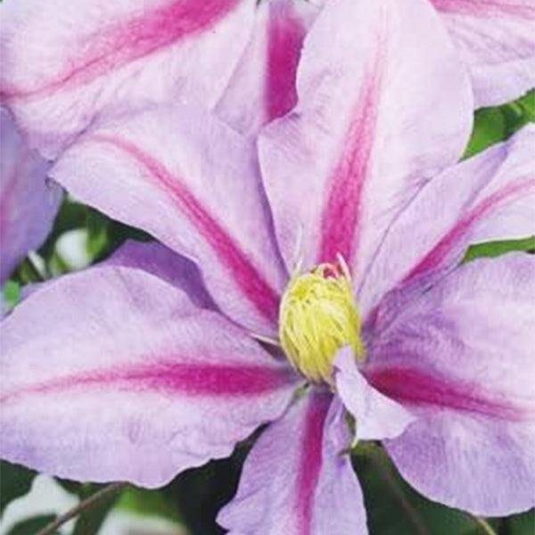 Boulevard&reg; Volunteer&trade; Clematis