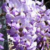 Lavender Falls Wisteria