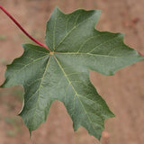 Flashfire&reg; Sugar Maple