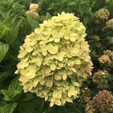 Little Lime&reg; Hydrangea Tree Form